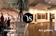 Difference between museum and art gallery