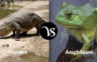 Difference between reptiles and amphibians