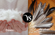 Difference between down and feather