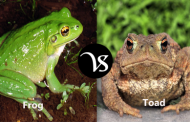 Difference between frogs and toads