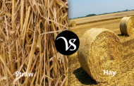 Difference between straw and hay