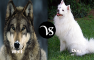 Difference between wolf and dog