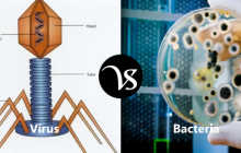 Difference between virus and bacteria