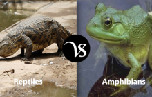 Difference between reptiles and amphibians