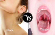 Difference between neck and throat