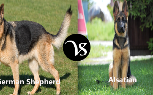 Difference Between German Shepherd And Alsatian Difference All