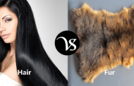 Difference between hair and fur