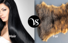 Difference between hair and fur