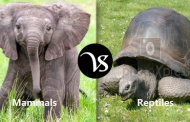 Difference between mammals and reptiles