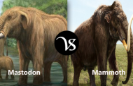 Difference between mastodon and mammoth