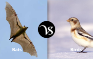 Differences between bats and birds