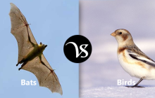 Differences between bats and birds