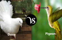 Difference between Dove and Pigeon