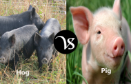 Difference between a hog and a pig