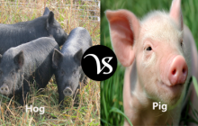 Difference between a hog and a pig