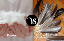 Difference between down and feather
