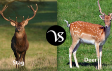 Difference between stag and deer