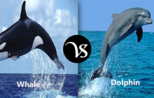 Difference between whale and dolphin