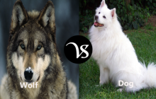Difference between wolf and dog