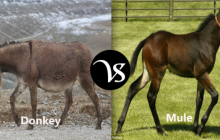 Difference between donkey and mule