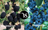 Difference between Blackberries and Blueberries
