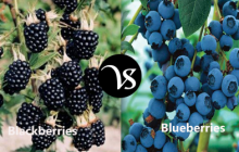 Difference between Blackberries and Blueberries