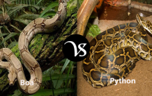 Difference between boa and python