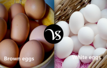 Difference between brown eggs and white eggs