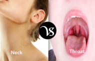 Difference between neck and throat