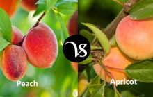 Difference between peach and apricot