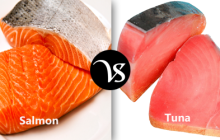 Difference between salmon and tuna