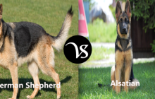 Difference between German Shepherd and Alsatian