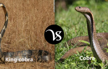 Difference between King Cobra and Cobra