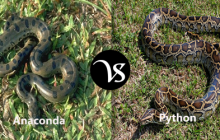 Difference between anaconda and python