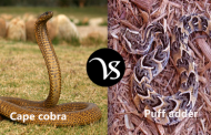 Difference between cape cobra and puff adder