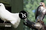 Difference between dove and hawk