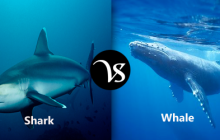 Difference between shark and whale