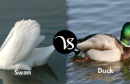 Difference between swan and duck