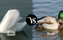 Difference between swan and duck