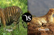 Difference between tiger and cheetah