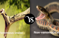 Difference between venomous snake and non-venomous snake