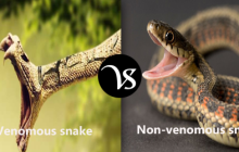Difference between venomous snake and non-venomous snake