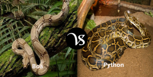 Difference Between Boa And Python - Difference All