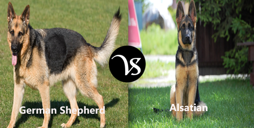 Difference-between-German-Shepherd-and-Alsatian