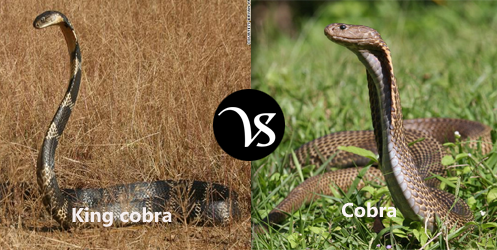 Difference-between-King-Cobra-and-Cobra