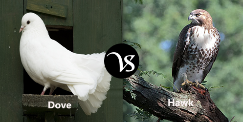 Difference-between-dove-and-hawk