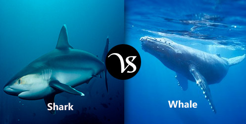 Difference-between-shark-and-whale