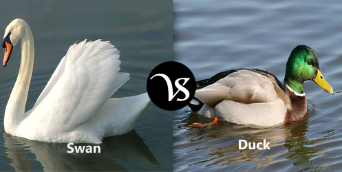 Difference-between-swan-and-duck