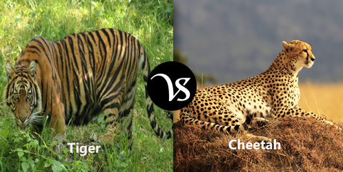 Difference-between-tiger-and-cheetah