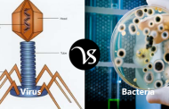 Difference between virus and bacteria